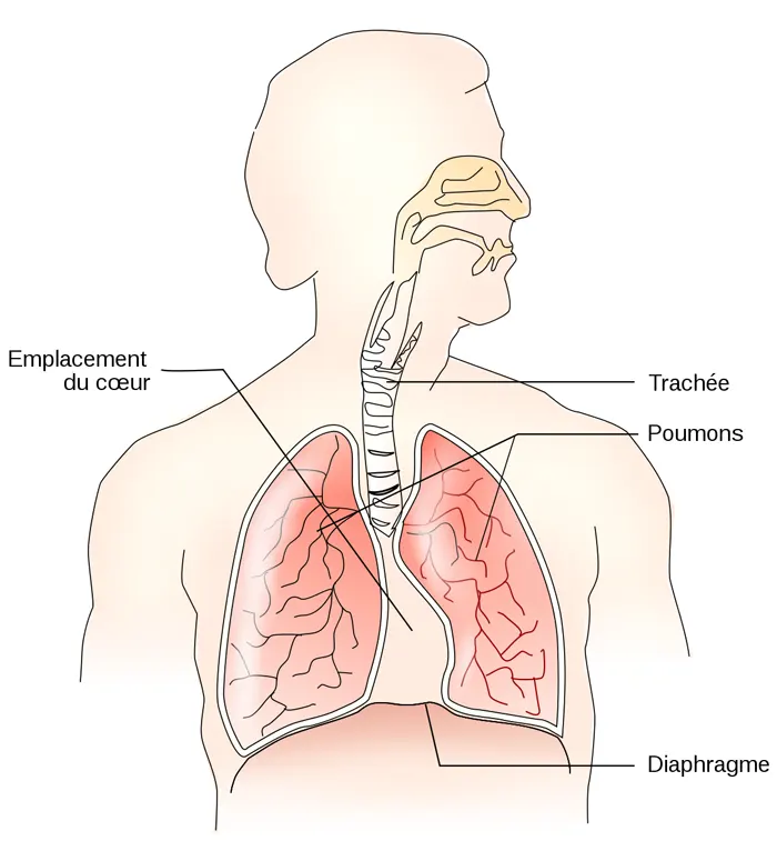 Le diaphragme